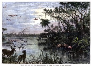 Uitzicht op een van de Zijrivieren van de St. John River, Florida, 19e eeuw