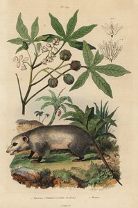 Virginia opossum, Didelphis virginiana, en cassave of yuca, Manihot esculenta