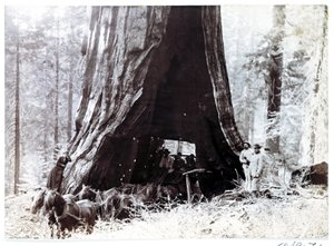 Wagen die door een gigantische boom rijdt, Noord-Amerika, circa 1900 door Unbekannt