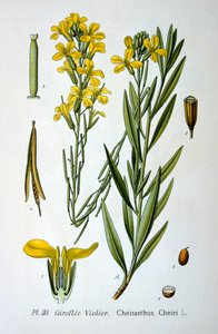 Muurbloem, 1893