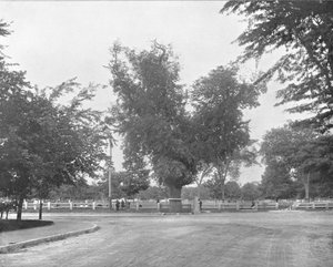 Washington Elm, Cambridge, Massachusetts, VS
