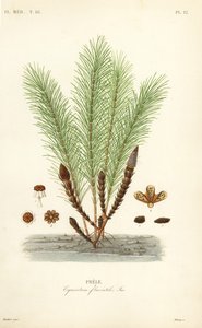 Waterpaardenstaart of moeraspaardenstaart, Equisetum fluviatile, Prele