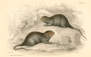Waterspitsmuis Arvicola terrestris, ook bekend als de zwarte waterrat door Unbekannt