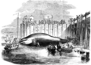 Walvis gevangen in de Theems, Grays, Essex, 19e eeuw door Unbekannt