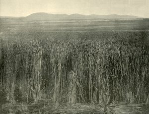 Tarweveld, Canning Downs, Queensland, 1901 door Unbekannt