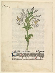 Witte Lelie, illustratie uit Gart der Gesundheit Sch.4332, 28 maart 1485 door Unbekannt
