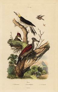 Witte specht, Melanerpes candidus, Filipijnse dwergspecht, Yungipicus maculatus, man en vrouw door Unbekannt