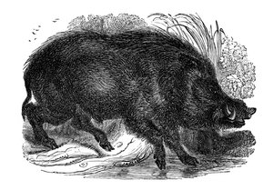Wild zwijn, 1848