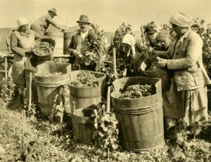 Wijnoogst bij Baden bei Wien, Neder-Oostenrijk, c1935