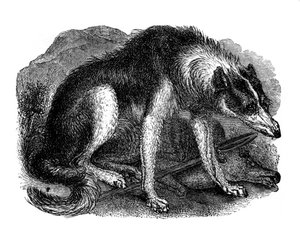 Wolfshond, 1848 door Unbekannt