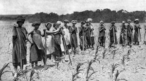 Vrouwen die een maïsveld wieden, Zuid-Afrika, ca. 1923