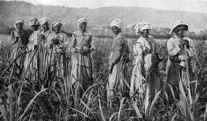 Vrouwen verzorgen jonge suikerriet in Jamaica, 1922
