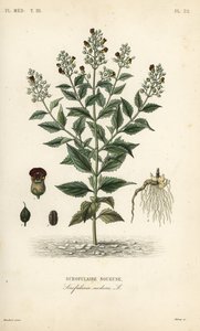 Bosfiguur, Scrophularia nodosa, Scrofulaire noueuse