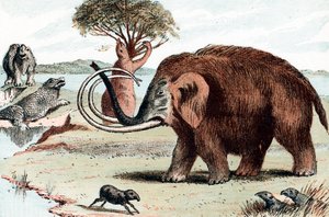 Wollige mammoet Mammuthus, 1892