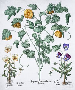 Gele Gehoornde Papaver door Unbekannt