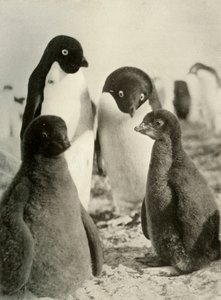 Jonge Adelie en Ouders, ca. 1908, 1909 door Unbekannt