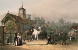 Dierentuin, Regent