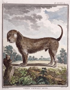 Kruising Hond (gekleurde print)