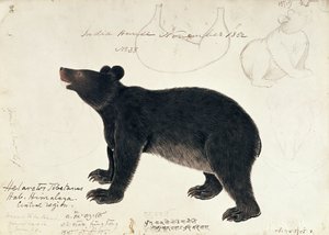 Tekening van een Aziatische Zwarte Beer, Ursus Tibetanus, uit de Centrale Regio van de Himalaya