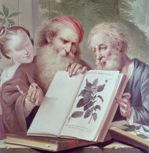 Illustratie uit Hortus Cliffortianus, door Carl Linnaeus (1707-78) gepubliceerd Amsterdam 1737-38 door Unbekannt Unbekannt