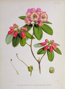 Rhododendron: Kandelaar, uit `The Rhododendrons of Sikkim-Himalaya door J.D. Hooker, 1849-51