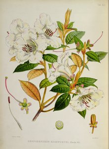 Rhododendron: Edgeworthi uit `The Rhododendrons of Sikkim-Himalaya door J.D. Hooker 1849-51