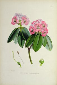 Rhododendron: Wallichii, uit `The Rhododendrons of Sikkim-Himalaya door J.D. Hooker 1849-51
