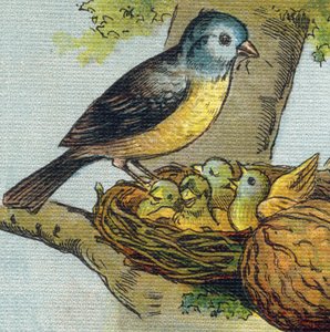 Een vogel voedt zijn jongen in een nest door Unbekannt