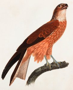 Een kleurenillustratie van een bruine vogel door Unbekannt