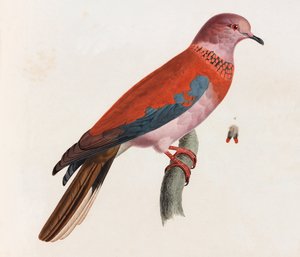Een kleurenillustratie van een vogel door Unbekannt
