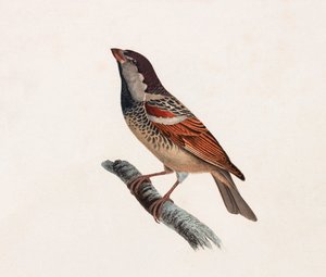 Een kleurenillustratie van een vogel