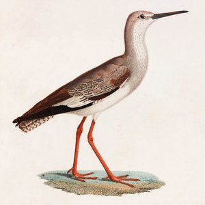 Een kleurenillustratie van een vogel door Unbekannt