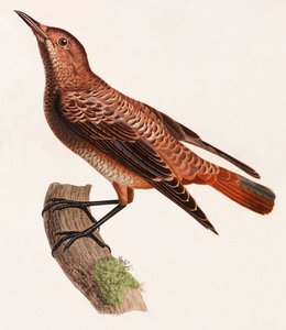 Een kleurenillustratie van een vogel door Unbekannt