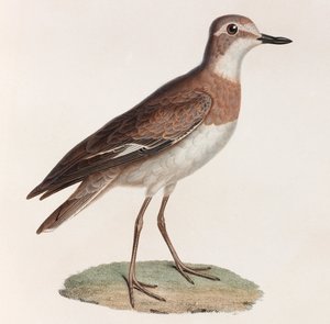 Een kleurenillustratie van een vogel door Unbekannt