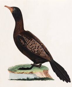 Een kleurenillustratie van een vogel