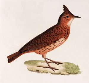 Een kleurenillustratie van een vogel