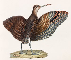 Een kleurenillustratie van een vogel