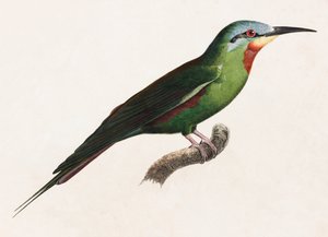 Een kleurenillustratie van een groene vogel