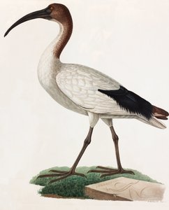 Een kleurenillustratie van een vogel met lange snavel door Unbekannt