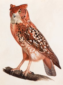 Een kleurenillustratie van een uil door Unbekannt