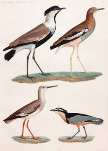 Een volledige pagina serie kleurenillustraties van vogels door Unbekannt