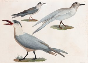 Een volledige pagina serie kleurenillustraties van vogels door Unbekannt