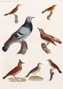 Een volledige pagina serie kleurenillustraties van vogels door Unbekannt