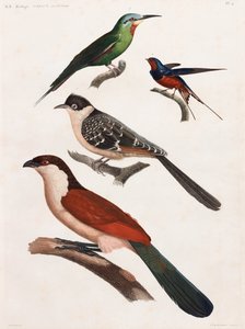 Een volledige pagina met kleurenillustraties van vogels door Unbekannt