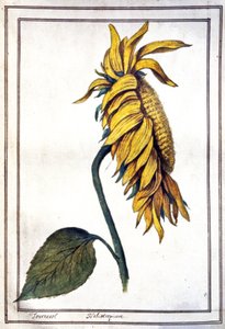 Een zonnebloem door Unbekannter Künstler