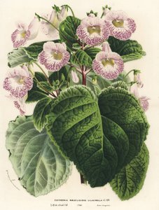Achimenantha x naegelioides, lila cultivar (Eucodonia naegelioides lilacinella). Handgekleurde lithografie uit Louis van Houtte en Charles Lemaire