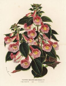 Achimenantha x naegelioides, roze en gouden cultivar. Plectopoma naegelioides aureo-roseum. Handgekleurde lithografie uit Louis van Houtte en Charles Lemaire