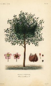 Achiote of lippenstiftboom, Bixa orellana door Unbekannt
