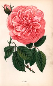 Adam roos, variëteit van de theeroos gekweekt door Monsieur Adam van Reims in 1838 - Les Roses, Parijs door Unbekannter Künstler