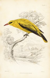 Afrikaanse gouden wielewaal, Oriolus auratus